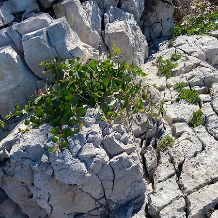 Terra Nostra Hvar Apartmán *