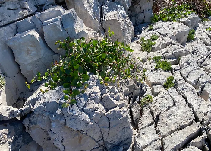 Terra Nostra Hvar Apartmán *